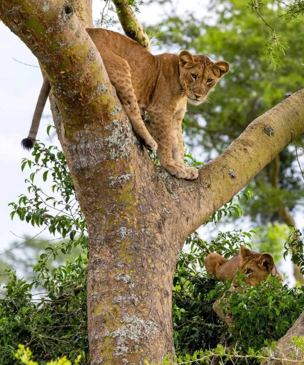 Queen Elizabeth National Park Wildlife